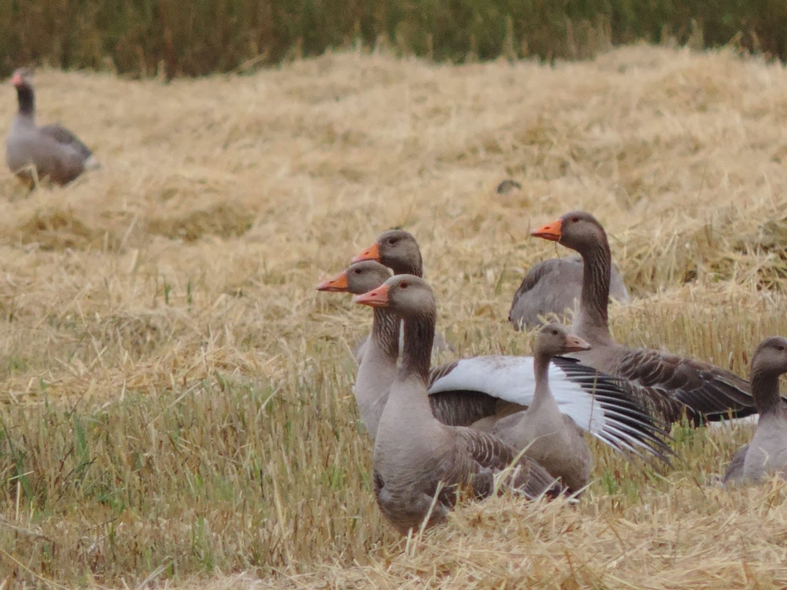 Greylag geese standing in a field of dry grass