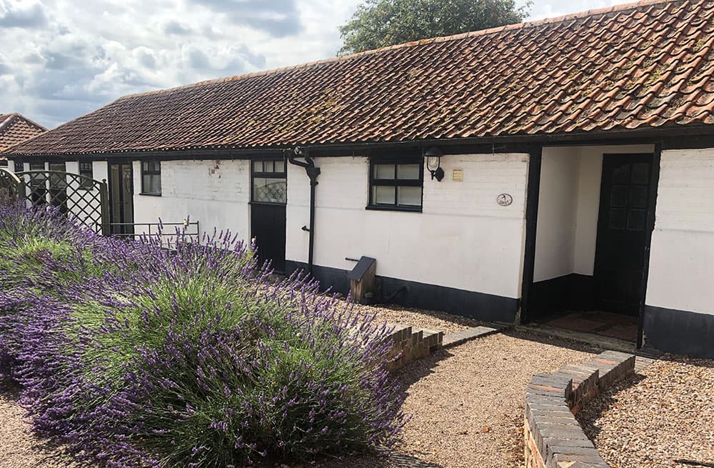 Whitewashed single-storey cottage with a red pantile roof, with lavender and a gravel path in front