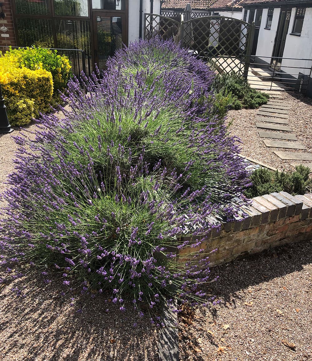 Lavender beds beside a gravel path leading to the cottage