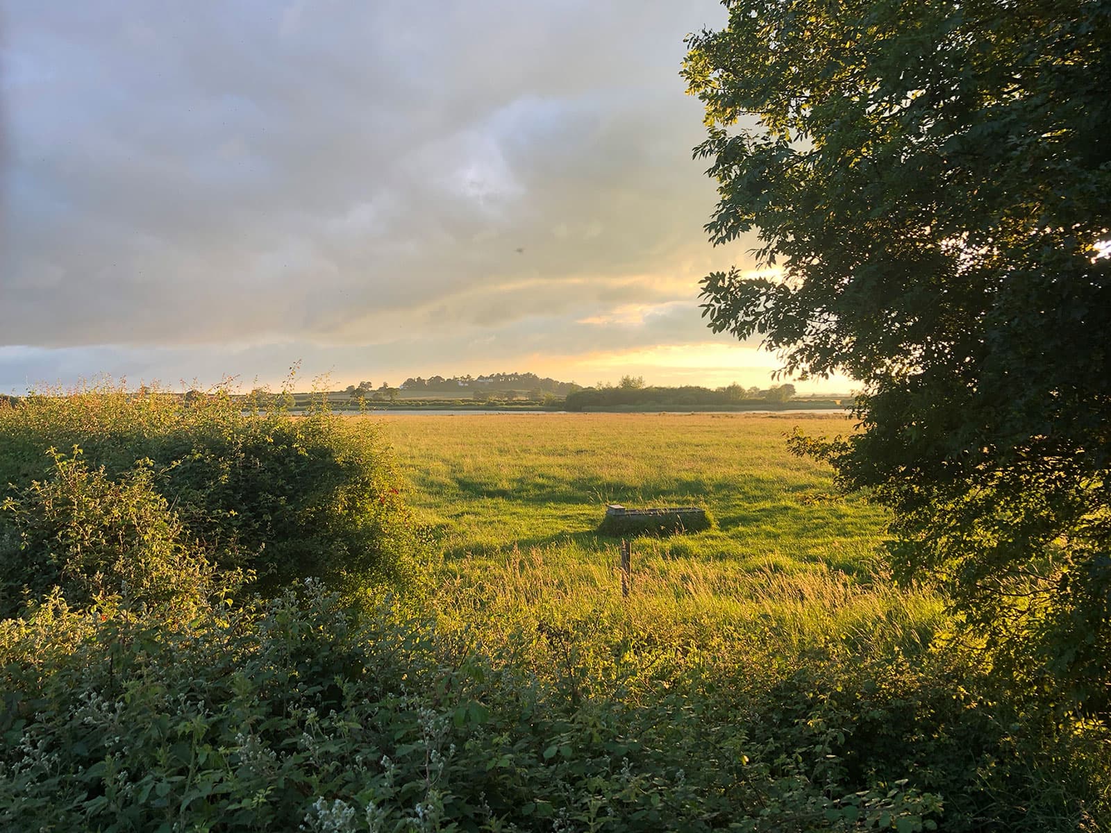 Sunset over rough meadow and hedgerows, seen through trees