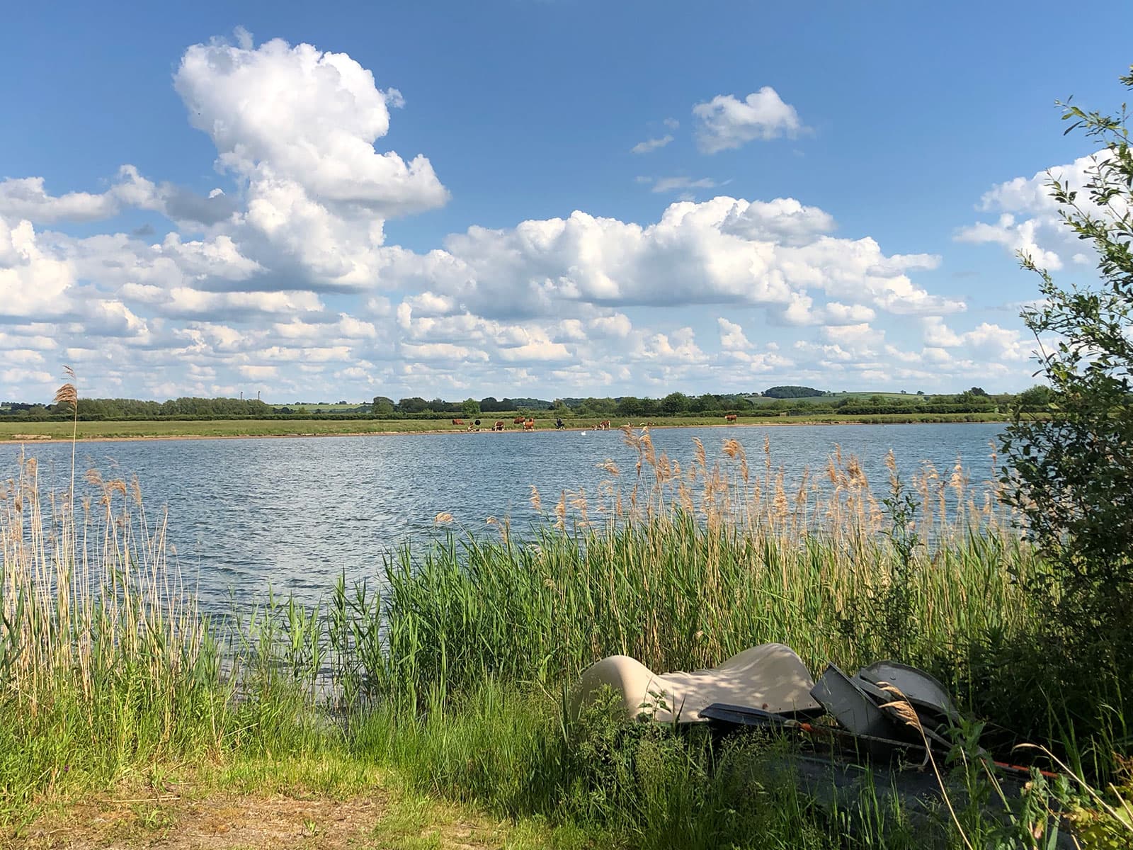 Lake fringed with reeds under a blue sky with white clouds