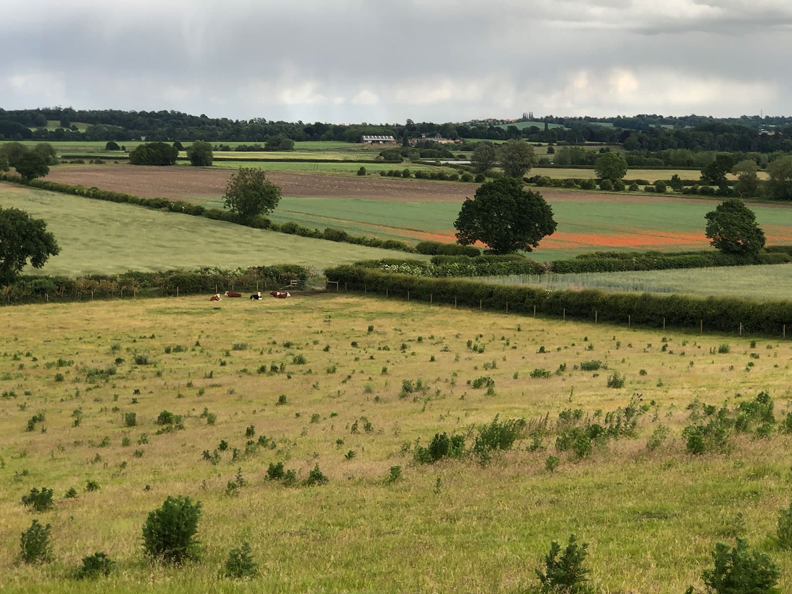 Pasture with young trees in the foreground and patchwork fields and hedgerows beyond