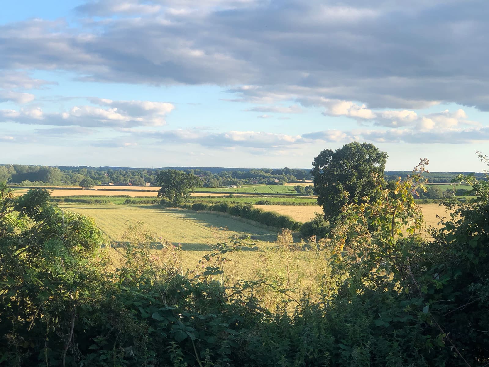 Summer view over hedgerows to golden fields and trees stretching to the horizon