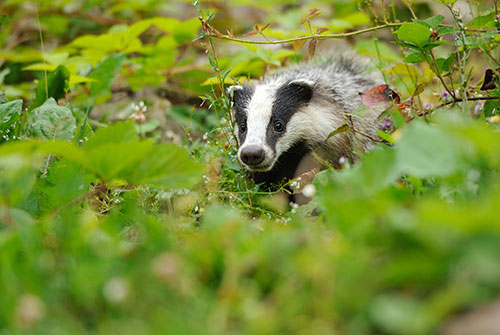 Badger peering out of green undergrowth