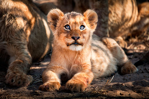 Lion cub lying on the ground, looking up